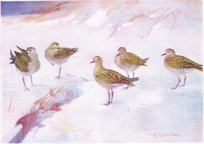 Dunlin in the lee of the sand dunes by Frank Southgate